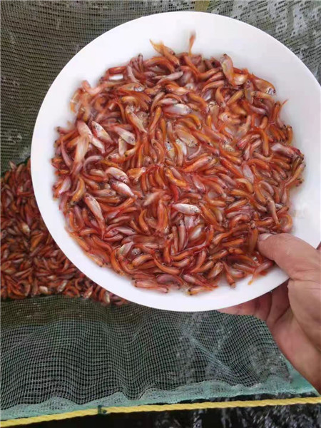 豹纹红罗非鱼苗