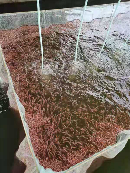 豹纹红罗非鱼苗